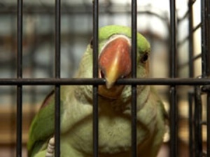 birds in cages bib beak